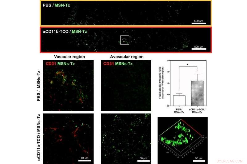 Enhanced Tumor Penetration: Nanoparticles Use Click Chemistry to Target Immune Cells