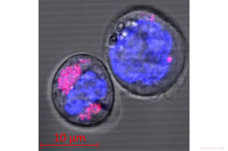 Assessing Biological Risks of Nanoparticles in Stem Cells