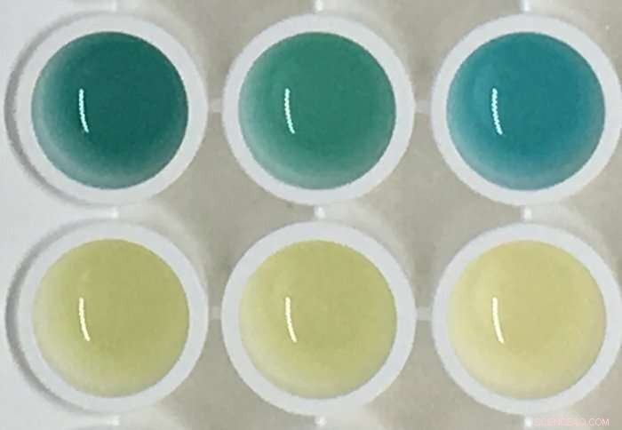 Color-Changing Urine Test Shows Promise for Early Cancer Detection in Mice