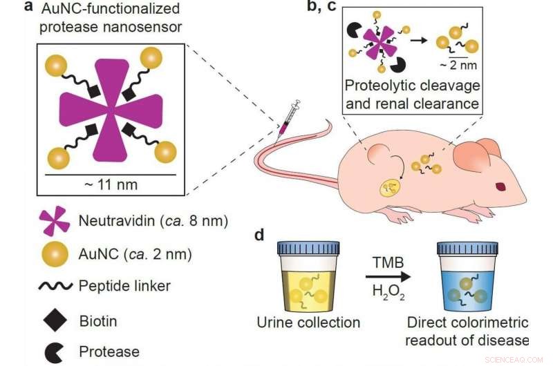 Color-Changing Urine Test Shows Promise for Early Cancer Detection in Mice