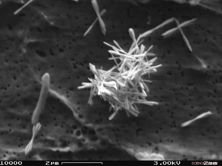 Nature‑Inspired Optical Material Protects Drones and Cameras from Laser Threats