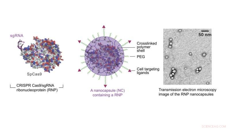 Nanocapsules Offer a Safer Alternative to Viral Gene Therapy Delivery