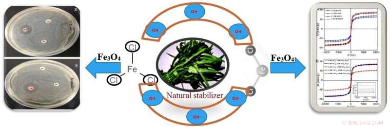 Green Synthesis of Iron Oxide Nanoparticles: A Sustainable, High‑Yield Method