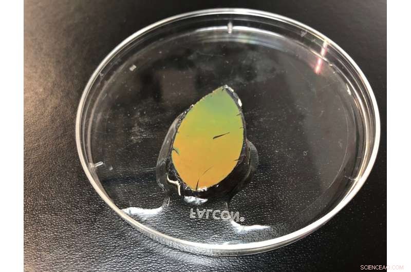 Smart Skin Mimics Chameleon’s Color Shifts, Adapting to Sunlight