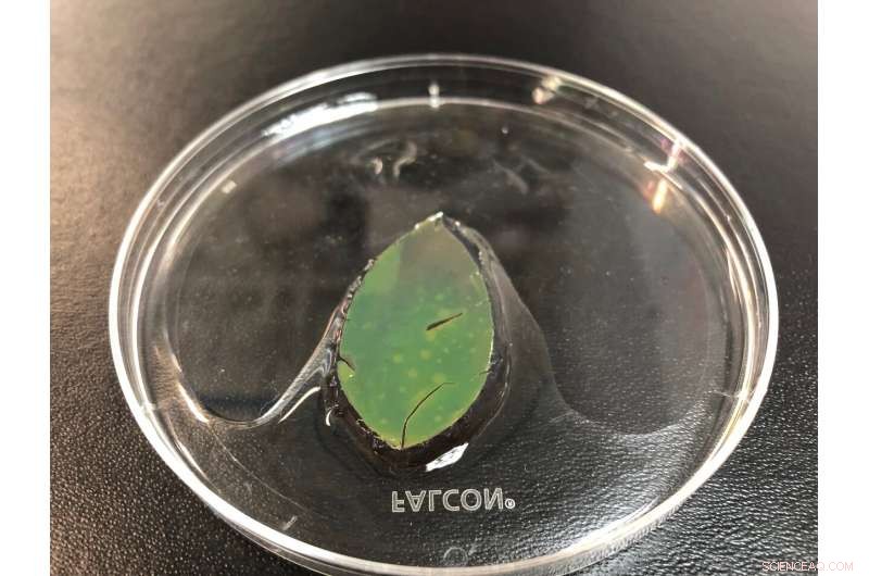 Smart Skin Mimics Chameleon’s Color Shifts, Adapting to Sunlight