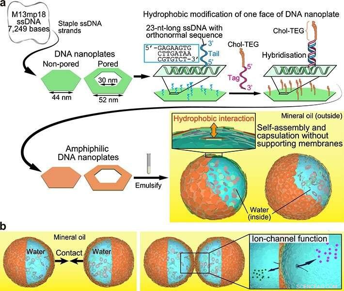Tokyo Tech Scientists Engineer DNA Microcapsules with Built-In Ion Channels for Advanced Materials