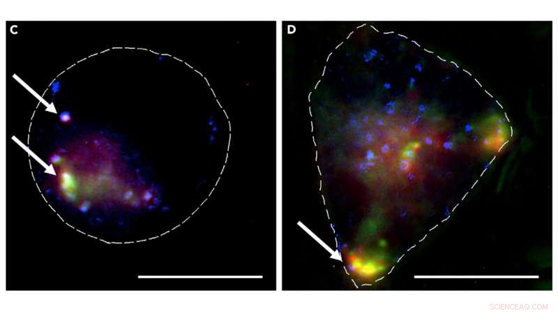 Cambridge Researchers Pioneer MOF Nanoparticles for Targeted Anti-Cancer Delivery