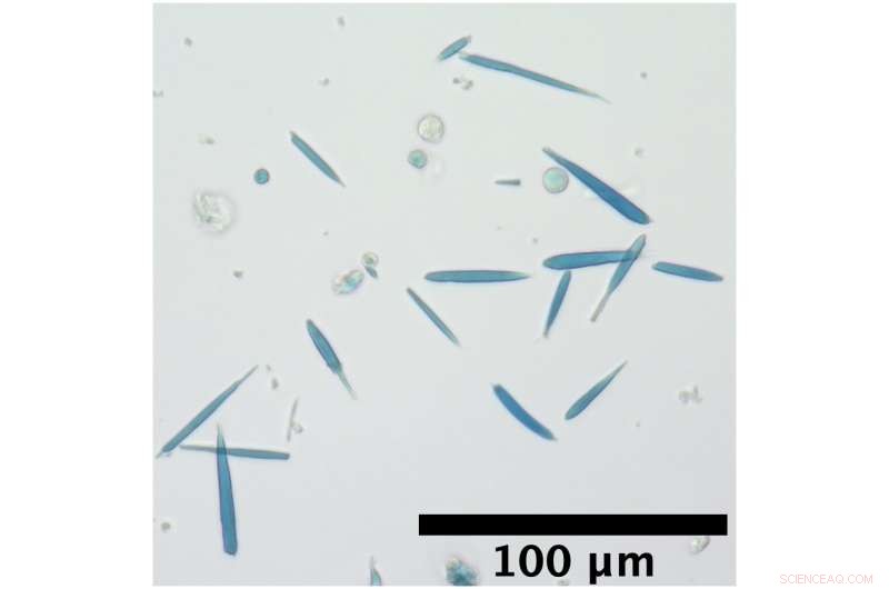 Engineered Protein Crystals Grant Living Cells Magnetic Properties