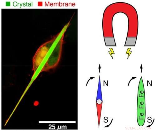 Engineered Protein Crystals Grant Living Cells Magnetic Properties