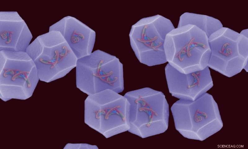 RMIT University Breakthrough: Safer Nonviral Gene Therapy Accelerates Cancer Research