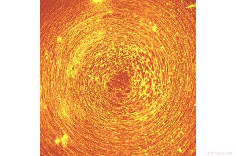 Harnessing Mechanical Stimuli to Direct Swarming of 100 Million Molecular Machines