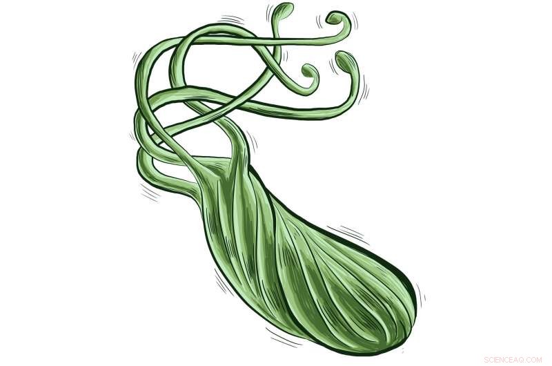 Innovative Nanocapsule Strategy to Combat H. pylori Superbugs