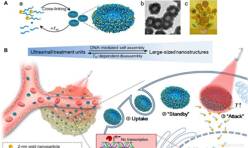 Gold-DNA Nanosunflowers: Enhanced Gene Silencing & Targeted Tumor Therapy