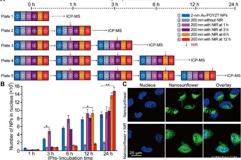 Gold-DNA Nanosunflowers: Enhanced Gene Silencing & Targeted Tumor Therapy