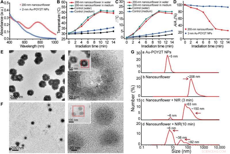 Gold-DNA Nanosunflowers: Enhanced Gene Silencing & Targeted Tumor Therapy
