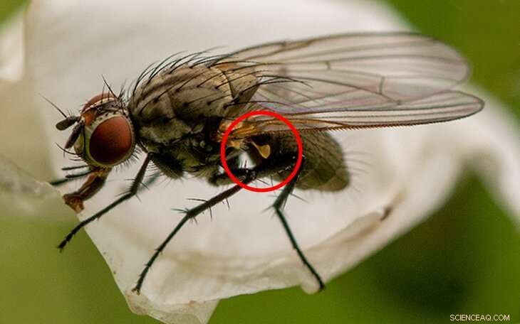 Nanoscience Breakthrough: Insect‑Inspired Gyroscope Enhances Consumer Motion Sensing