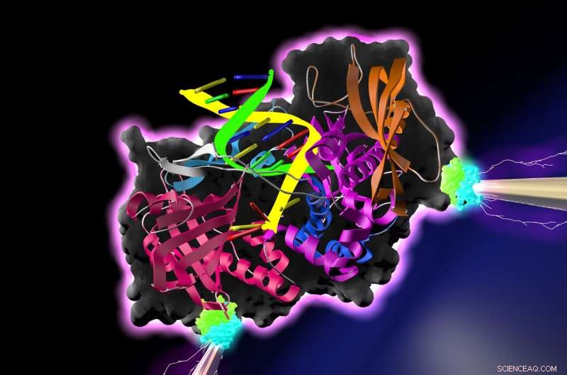 New Study Reveals Protein-Based Electrical Conduction, Opening Doors to Rapid, Low-Cost DNA Sequencing