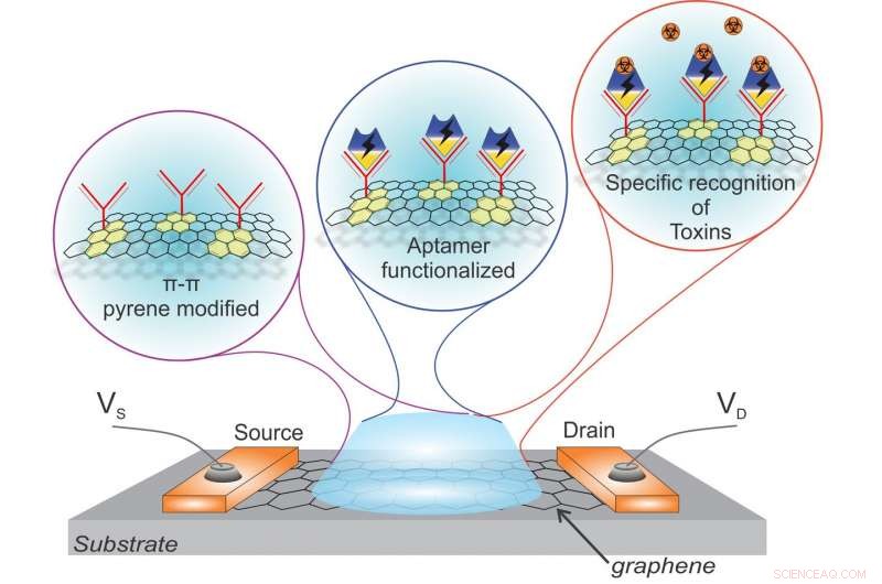 Graphene Field‑Effect Transistor Sensors for Rapid Mycotoxin Detection