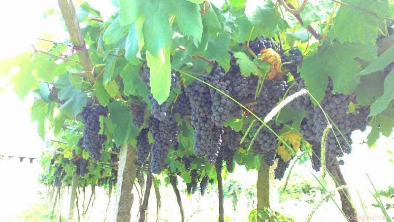 Graphene Field‑Effect Transistor Sensors for Rapid Mycotoxin Detection