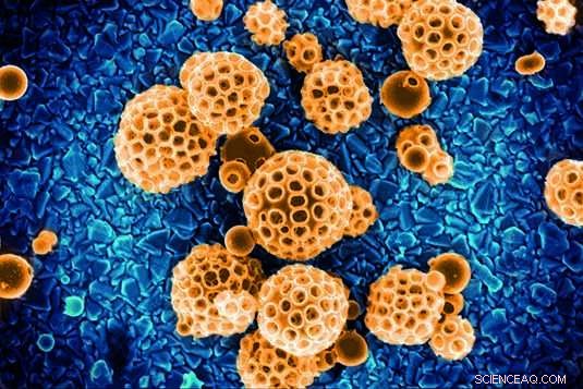 Reducing Iridium Use in Electrolysis: A Cost‑Effective Catalyst Innovation