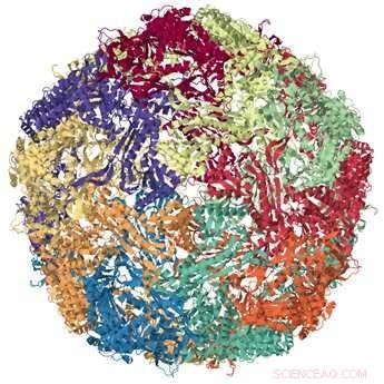 Encapsulin: Organic Protein Packaging Protects Enzymes for Targeted Delivery