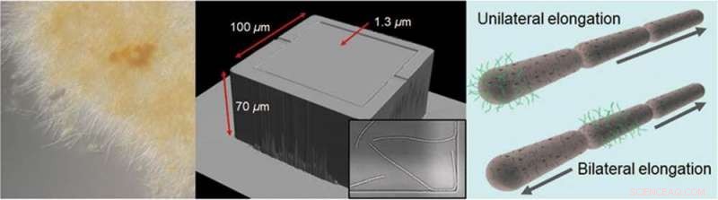 Leptothrix cholodnii: Master of Microbial Mat Filaments