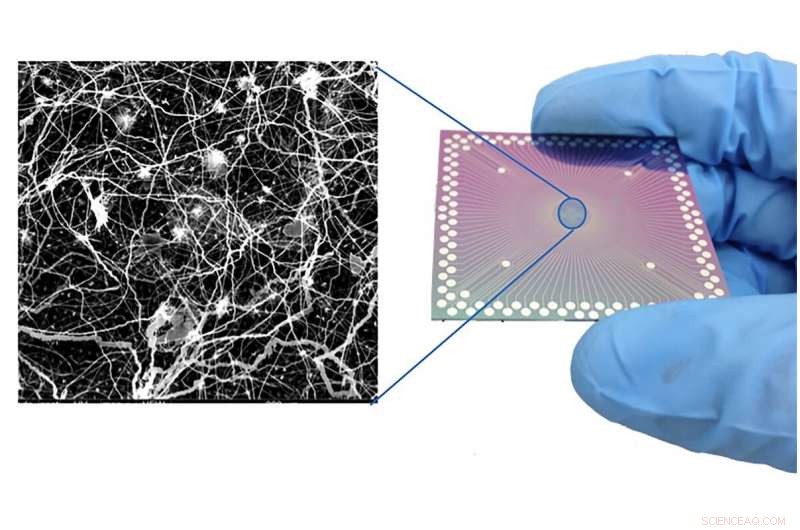Scientists Detect Brain‑Like Functionality in Nanometer‑Scale Device