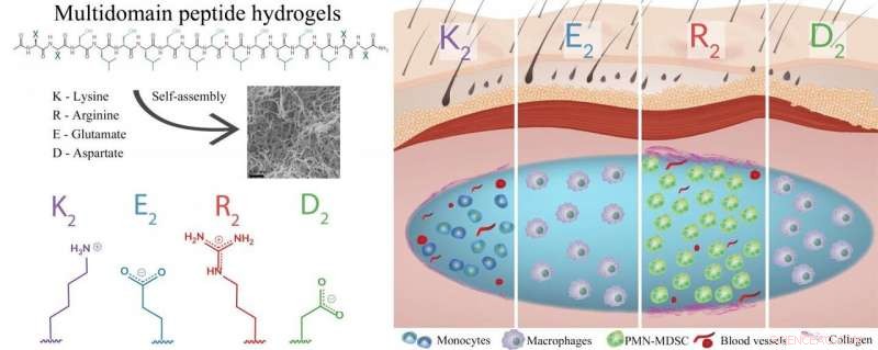 Rice-Developed Peptide Hydrogels Target Inflammation, Accelerating Healing and Drug Delivery