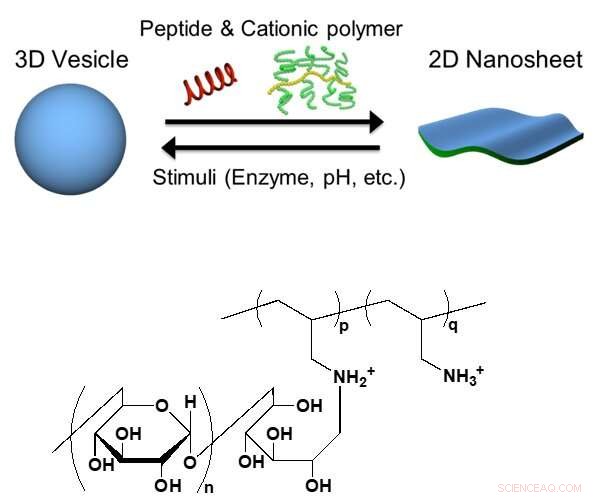Scientists Achieve Reversible Conversion of 3‑D Lipid Vesicles into 2‑D Ultra‑Thin Nanosheets