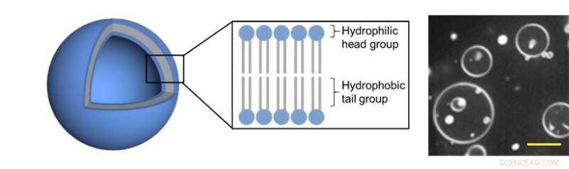 Scientists Achieve Reversible Conversion of 3‑D Lipid Vesicles into 2‑D Ultra‑Thin Nanosheets