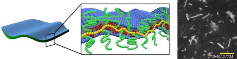 Scientists Achieve Reversible Conversion of 3‑D Lipid Vesicles into 2‑D Ultra‑Thin Nanosheets