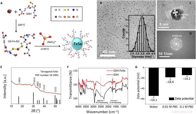 FeSe Quantum Dots: One‑Pot, Water‑Soluble Platform for Multiphoton In‑Vivo Biomedical Imaging