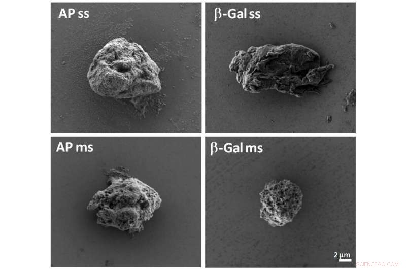 Engineered Inclusion Bodies for Precision-Controlled Drug Delivery