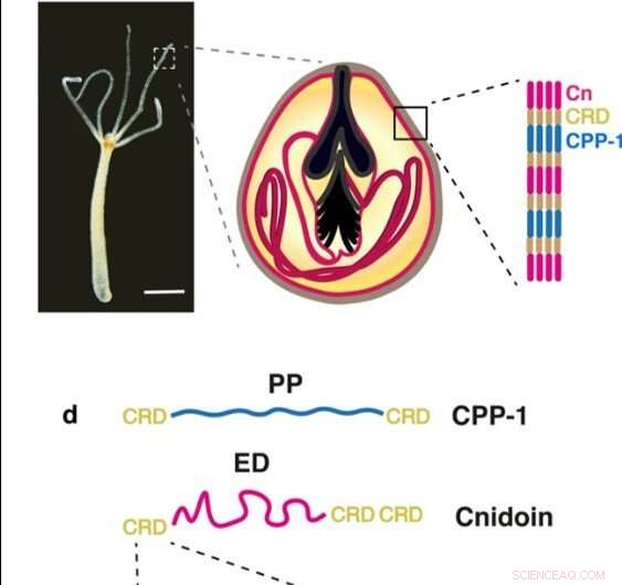 Innovative Crosslinker-Free Nanofiber Biomaterials Derived from Hydra Nematocyst Proteins