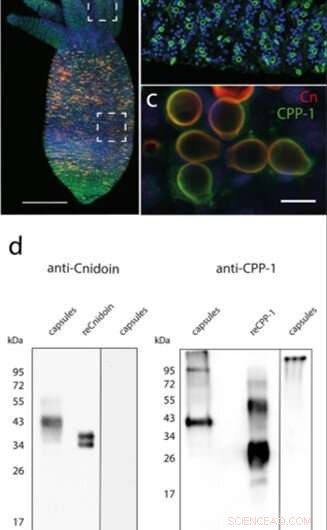 Innovative Crosslinker-Free Nanofiber Biomaterials Derived from Hydra Nematocyst Proteins