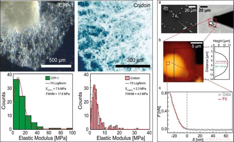 Innovative Crosslinker-Free Nanofiber Biomaterials Derived from Hydra Nematocyst Proteins