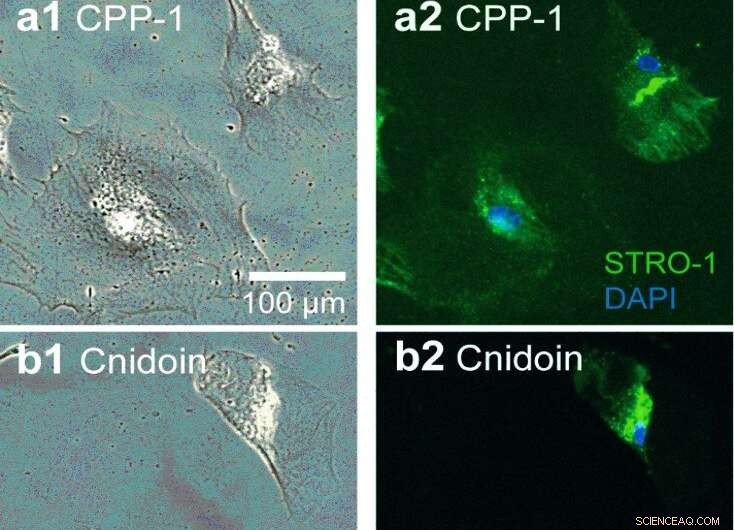 Innovative Crosslinker-Free Nanofiber Biomaterials Derived from Hydra Nematocyst Proteins
