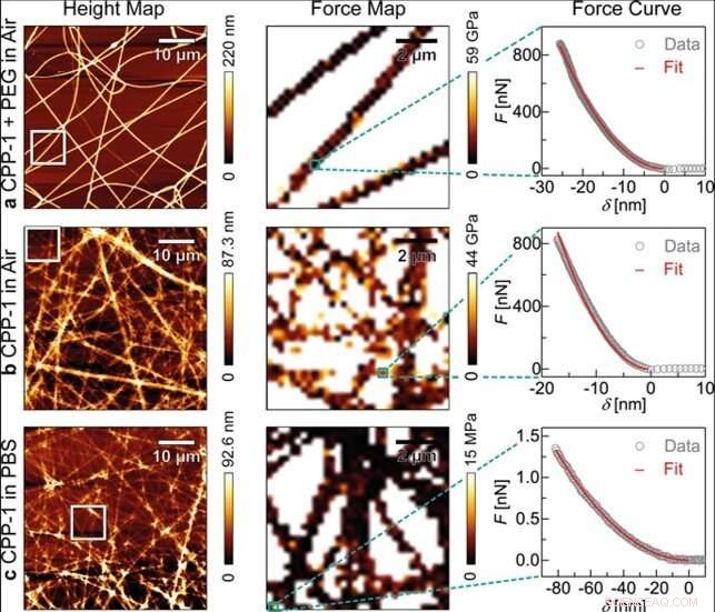 Innovative Crosslinker-Free Nanofiber Biomaterials Derived from Hydra Nematocyst Proteins