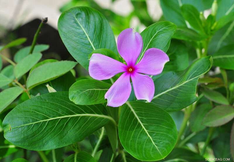 Bright Eyes Root Extract Enhances Bactericidal Silver Nanoparticles