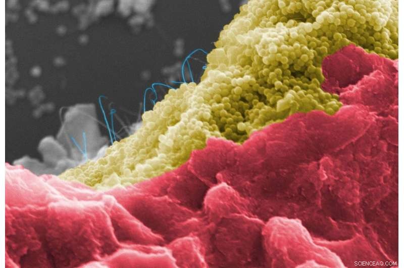 Programmable Nanocomposite Nests for Cell Applications