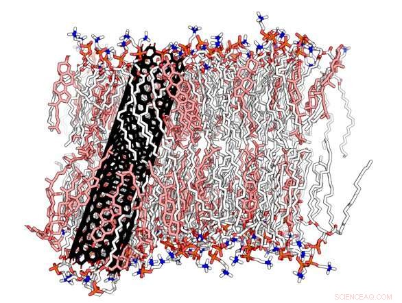 New Simulation Model Reveals Lipid Accumulation in Cell Membranes