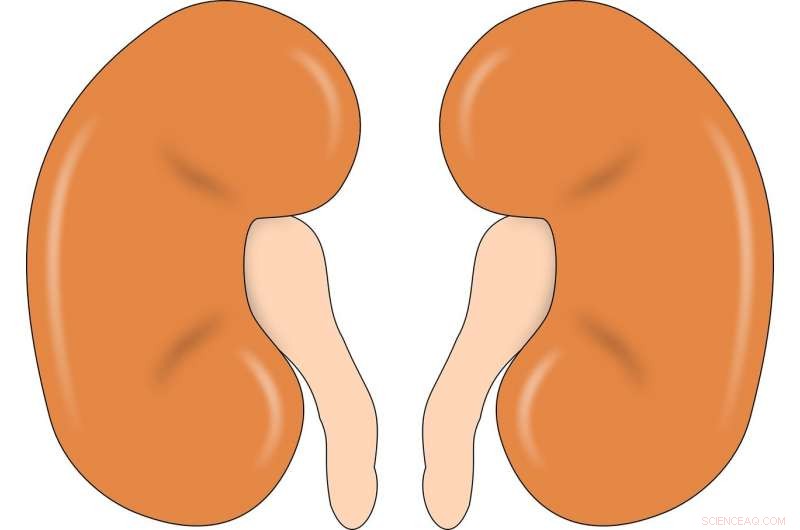 Smart Nanoparticles Evade Kidney Clearance, Enhancing Cancer Therapy