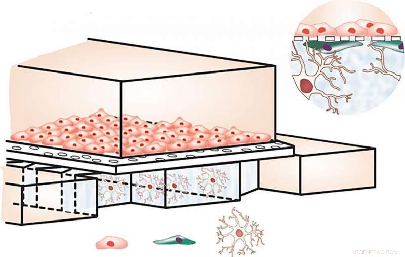 Advanced Blood-Brain Barrier Chip Mimics Human Neural‑Circulatory Interface