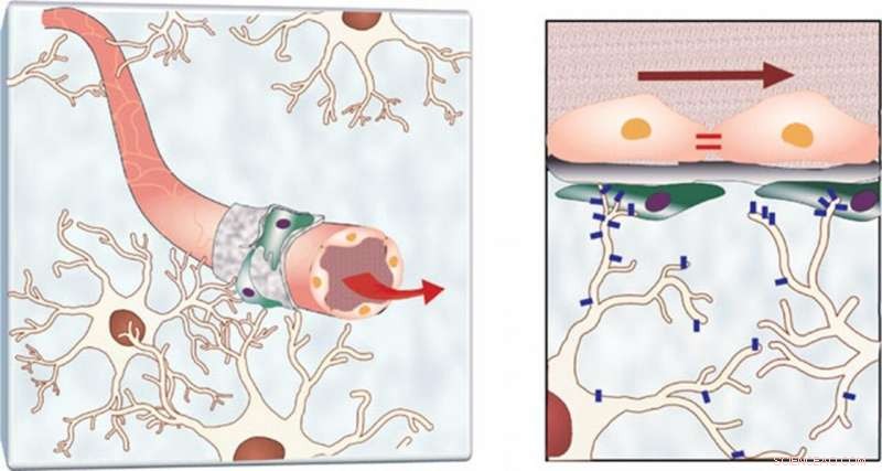 Advanced Blood-Brain Barrier Chip Mimics Human Neural‑Circulatory Interface