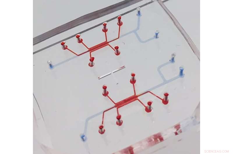 Advanced Blood-Brain Barrier Chip Mimics Human Neural‑Circulatory Interface