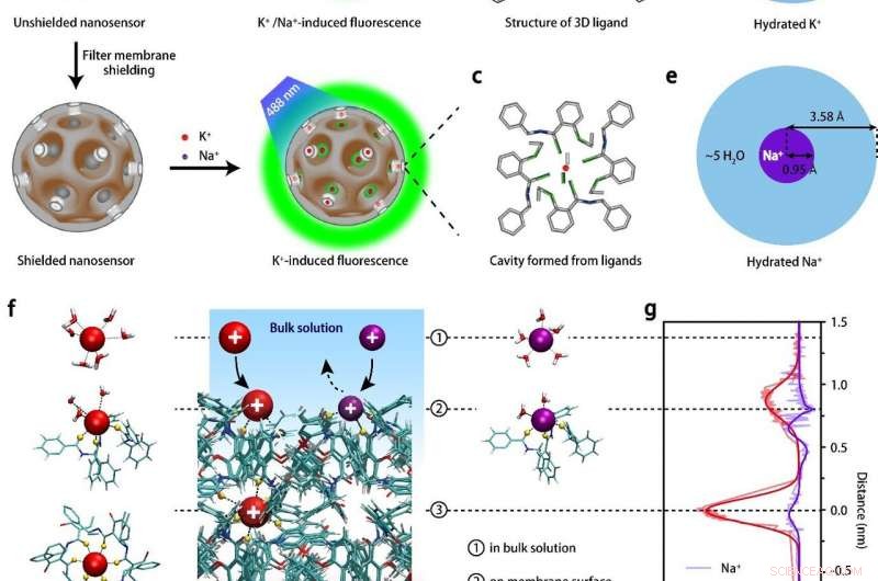 Highly Sensitive Potassium Nanosensors for Accurate Epileptic Seizure Detection