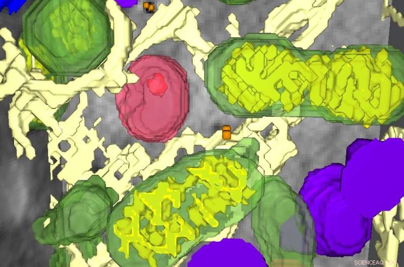 BESSY II X‑ray Microscopy Reveals How Nanoparticles Alter Cellular Architecture