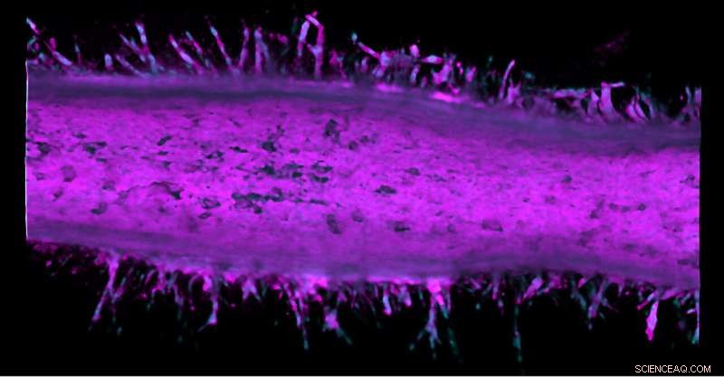 Purdue Study Reveals Unexpected Cell Growth Mechanism in Pancreatic Cancer