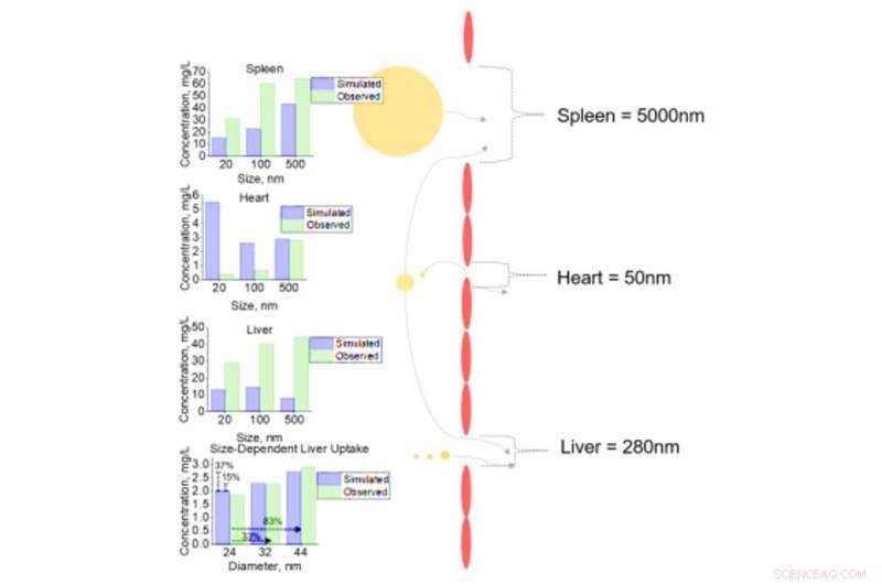 Nanomaterial Transport to Target Cells: Simulating Smart Drug Delivery in Multi‑Cell Assays