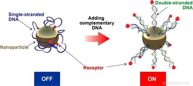 Revolutionary Supersensitive Nanomaterials Developed for Precision DNA Diagnostics and Targeted Drug Delivery